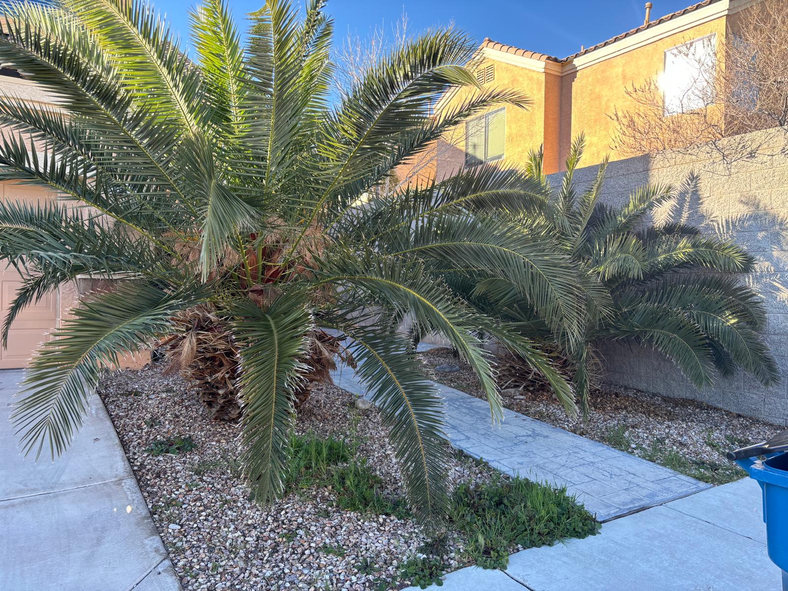 After: Palm tree trimming in Las Vegas