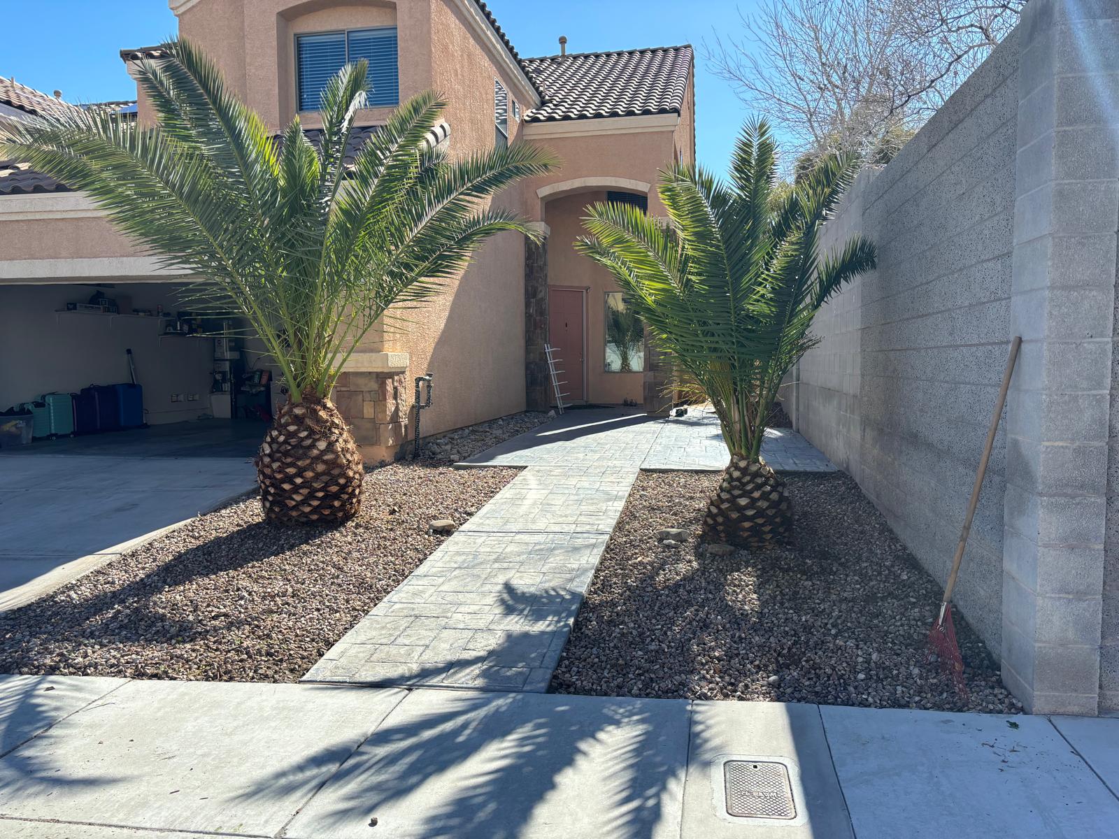 Detailed palm pruning in Las Vegas