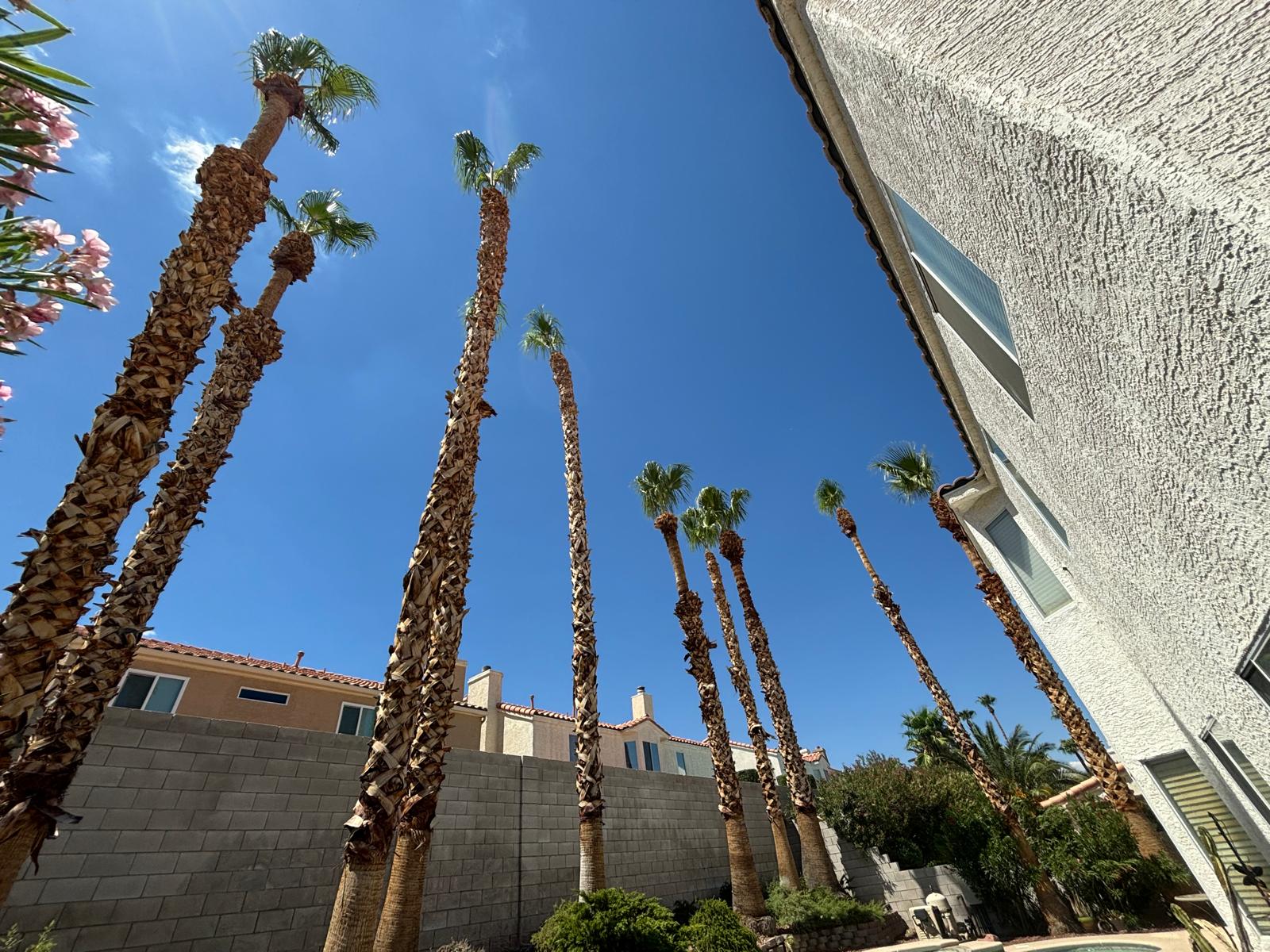 Tree and palm trimming in Las Vegas